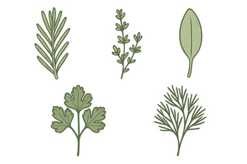 Fresh green culinary herbs and aromatic spices like rosemary, thyme, sage, parsley, and dill for cooking and seasoning