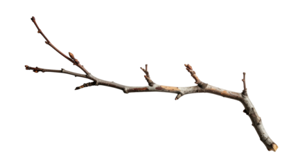 A bare tree branch, isolated on a black background