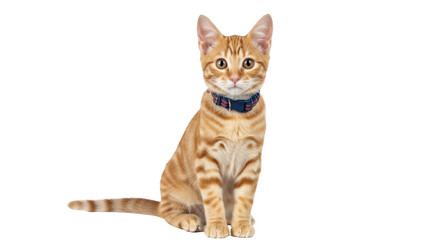 Isolated orange tabby kitten sitting indoors wearing blue collar looking at the camera © Agata