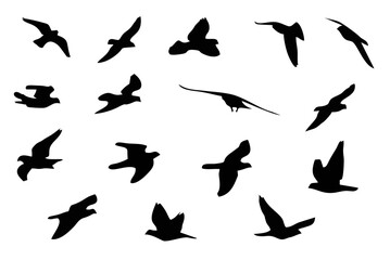 Bird flying isolated on white...