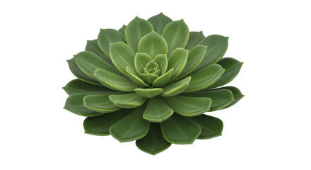 Isolated green succulent plant, a decorative element for home and office, in 3D rendering