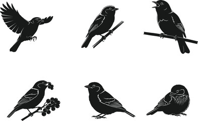 Black bird silhouette vector illustration set perched singing flying eating branch with berries simple design for nature wildlife artwork