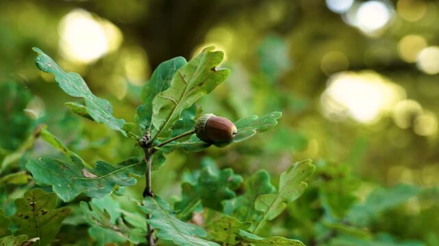 Autumn brown oak acorn swaying on tree branch with lush foliage