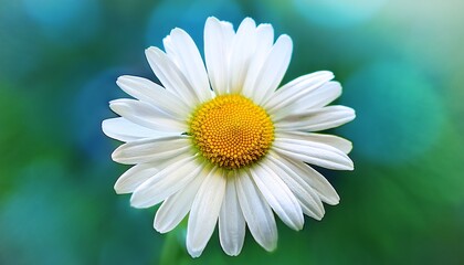 Fototapeta premium stunning close up of a delicate white daisy with a vibrant yellow center against a soft blurred teal and green background evoking nature s beauty