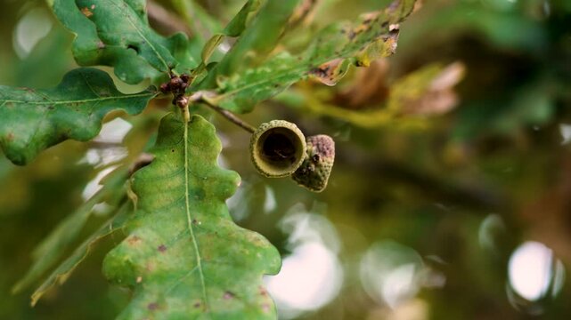 Autumn empty oak acorn caps swaying on a tree branch with lush foliage close up