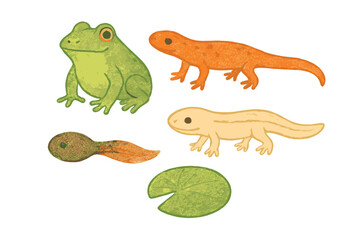 Fototapeta premium Collection of amphibian life cycle elements including frog, newt, salamander, tadpole, and lily pad