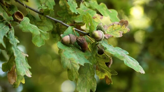 Fall oak acorns swaying on a tree branch with lush foliage in autumn forest
