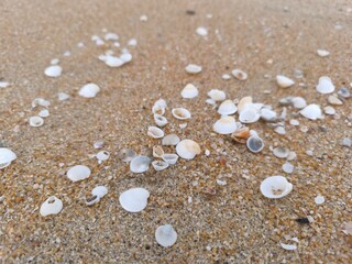 Close-up of small seashells scattered across sandy beach. Natural coastal background capturing beauty of the shoreline, symbol of marine life and ocean serenity. Perfect for travel, nature, or relax.