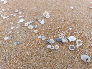 Close-up of small seashells scattered across sandy beach. Natural coastal background capturing beauty of the shoreline, symbol of marine life and ocean serenity. Perfect for travel, nature, or relax.