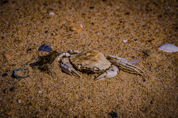 The Circle of Life: A Dried Crab Carapace on a Sandy Beach