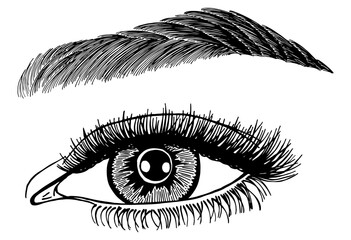 Illustration with woman's eye, eyelashes and eyebrow. Makeup Look. Tattoo design. Logo for brow bar or lash salon.