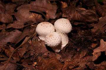 Three Fungus prickly puffballs among dry leaves.