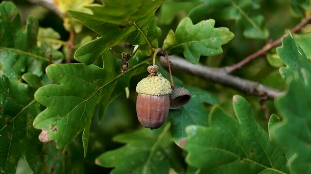 Single brown autumn acorn growing on branch of an oak tree in forest plantation