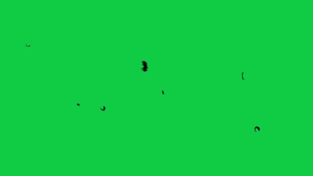 Swarm of bats circling. Seamless loop. On chroma key green screen background