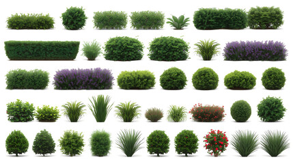 Purple Flowering Trees & Deciduous Foliage