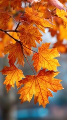 Autumn maple leaves close up