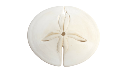 Top view of a white sand dollar, showcasing natural beauty