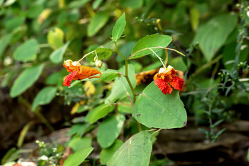 Red and yellow jewelweed flowers blooming in the woods on a summer day in Iowa. 