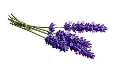 Fototapeta premium Vivid image of fresh lavender bunch against a black backdrop