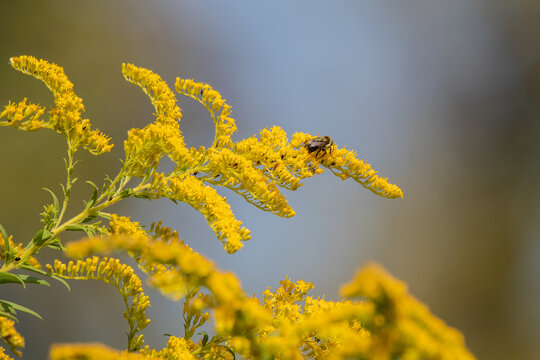 Bee at rest on goldenrod flowers with blurred brown background. 
