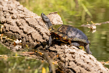 Painted turtle sunning on a log on a summer day in Iowa, closeup photo. 