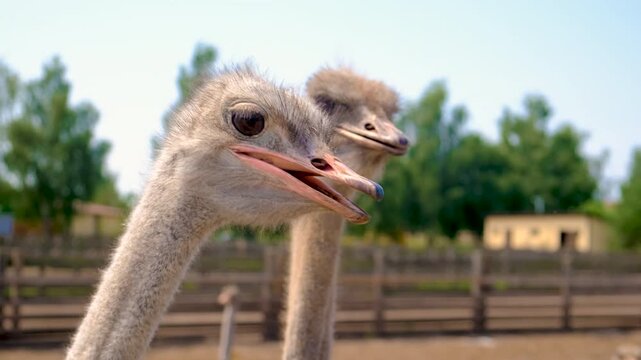 Ostriches on a farm in summer. Selective focus.