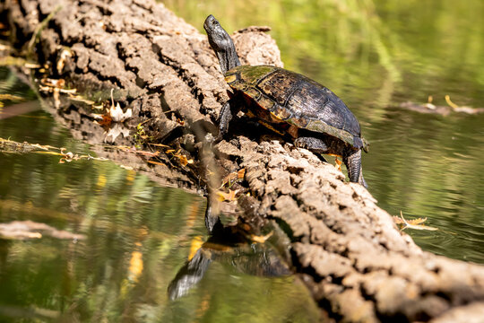 Painted turtle sunning on a log with its reflection in the water on a summer day in Iowa. 