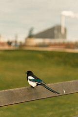 European Magpie Perched on Wooden Rail with Industrial Background
