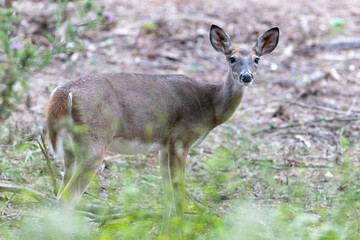 white tailed deer