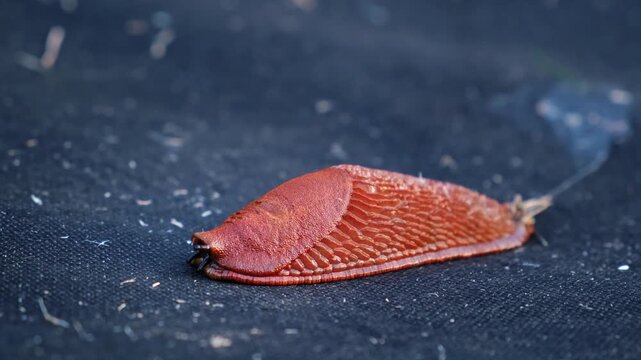Spanish slug killer moves slowly on agrofibre. Agricultural pest threat crops, invader consume vegetation. Creeping invasive molluscs. High quality 4k footage.