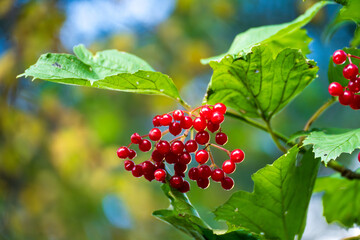 Bright red berry cluster close-up on shrub