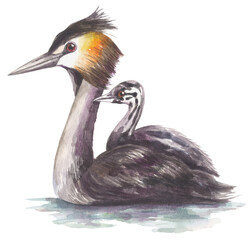 Great crested grebe Australian native bird. Watercolor hand drawing painted illustration.