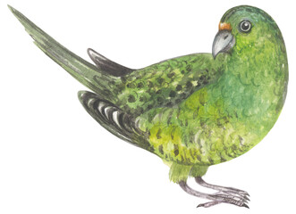 Ground parrot Australian native bird. Watercolor hand drawing painted illustration.