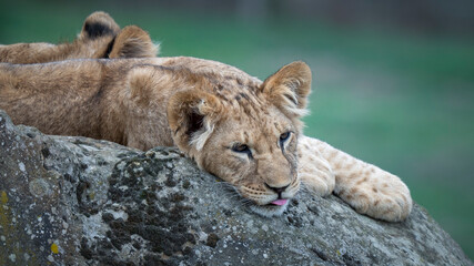 Young Lion Cubs Resting Together