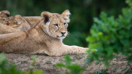 Young Lion Cubs Resting Together