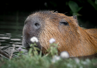 Capybara in Water Searching for Food