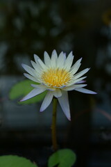 スイレン　スイレン科　睡蓮　清純な心
nymphaea