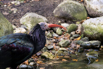 Waldrapp