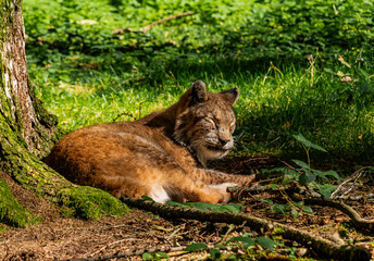 Luchs in der sonne
