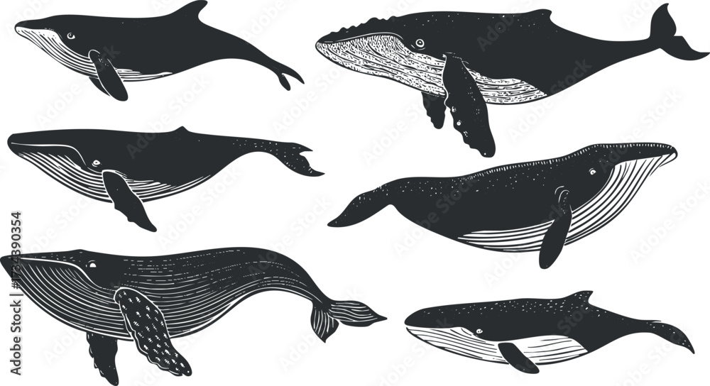 Wall mural a collection of various whale illustrations showcasing their unique shapes and features..