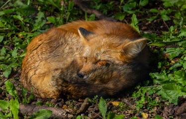 Rotfuchs beim schlafen