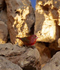 Bird in rocky area