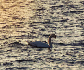 Swan at sunrise Schqan im Sonnenaufgang