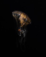 Jellyfish in the dark see