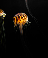 Jellyfish in the dark see