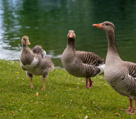 Goose in The Park  Gans im Park