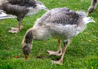 Goose in The Park  Gans im Park
