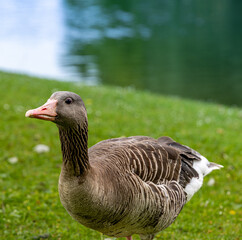 Goose in The Park  Gans im Park