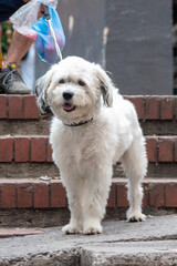 Standing white fluffy dog with leash on brick steps in central area of Guadalajara