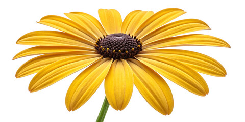 Yellow Daisy Blossom Isolated on Transparent Background – High-Resolution Botanical Photo
Close-Up of Single Yellow Daisy Flower with Dark Center on Transparent Background